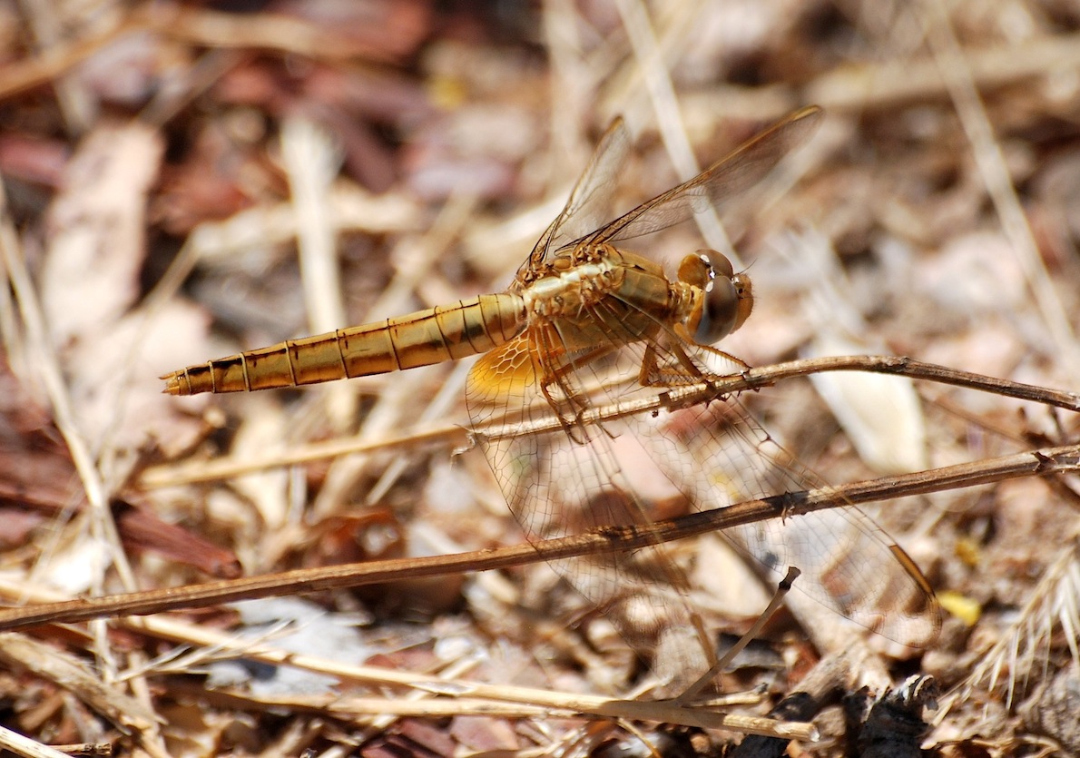 Identificazione 9 - Crocothemis erythraea